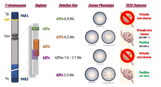 Genetic Causes of Azoospermia