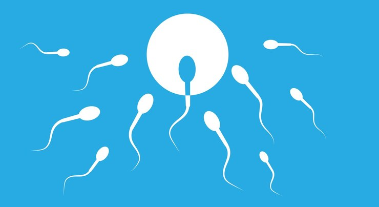 Sperm production