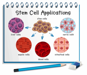 Stem Cell Therpay For Azoospemia