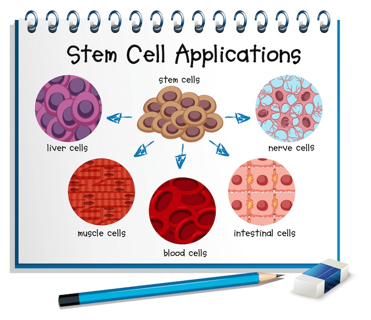 Stem Cell Therpay For Azoospemia