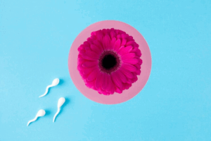 zero sperm count after vasectomy reversal